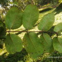 Terminalia anogeissiana Gere & Boatwr.